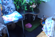 Video Vorschau