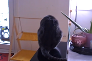 Video Vorschau