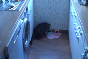 Video Vorschau